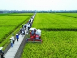 再生稻無人農(nóng)場測產(chǎn)結(jié)果喜人